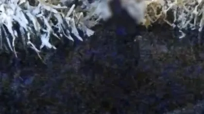 Video. Un bărbat a ajuns în lacul unui parc din Craiova după ce a fost alergat de o haită de câini. Cum l-au găsit poliţiştii