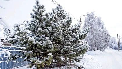 Vom avea sau nu zăpădă în Ajun de Crăciun 2025? Prognoza meteo actualizată