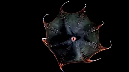 Genomul calamarului vampir, în sfârșit descifrat: „fosila vie” care explică legătura dintre calmari și caracatițe