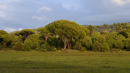 Ce copac produce cel mai mult oxigen noaptea: este considerat sacru în multe culturi