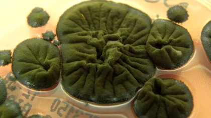 Ciuperca de la Cernobîl care ar putea transforma radiația în energie: descoperirea care uimește lumea științifică