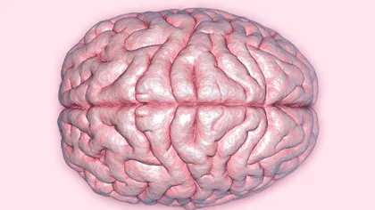 Structură necunoscută identificată în hipocamp: o descoperire care rescrie înțelegerea creierului