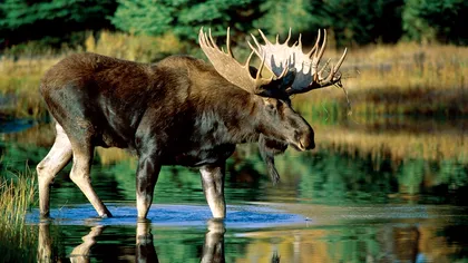 Un elan a fost filmat în România: Apariția rară care ridică semne de întrebare VIDEO