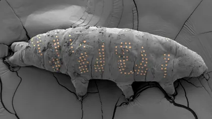 Imaginile științei din 2025, alese de Nature: de la Soare la păduri cu dioxid de carbon pompat artificial
