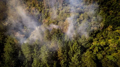 Cum au încetat plantele să mai prospere atunci când Pământul s-a încălzit acum 56 de milioane de ani