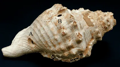 Scoicile transformate în trâmbițe ar putea fi printre cele mai vechi instrumente muzicale descoperite în Europa