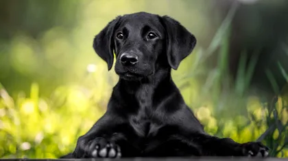 Te-ar mânca câinele sau pisica dacă ai muri singur? Biologia oferă un răspuns incomod