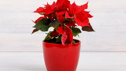 Locul în care se ține Crăciunița pentru a fi mai frumoasă ca niciodată. De asta în florării e mereu roşie