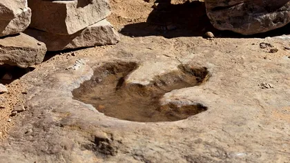 Record mondial în această țară: 18.000 de urme de dinozauri descoperite pe o fostă coastă preistorică