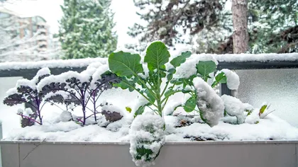 7 legume pe care le poți planta în ianuarie, potrivit experților în grădinărit