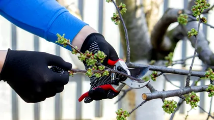 Cea mai importantă ramură dintr-un pom: la ce să fii atent când tai copacii din grădină