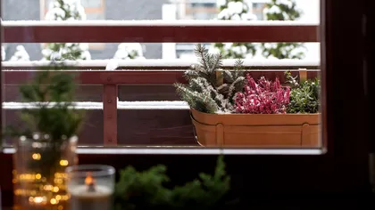 Cum îți protejezi plantele de îngheț cu ajutorul unor sticle cu apă caldă. Sfatul neașteptat al specialiștilor pe timp de iarnă