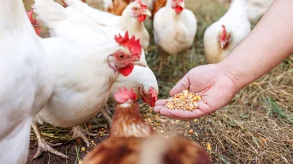 Cum se dă drojdia găinilor pentru ca acestea să ouă mai des. Crește și calitatea ouălor