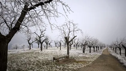 Cum trebuie tăiați cireșii iarna. Metoda care aduce o recoltă bogată și ce greșeli trebuie evitate