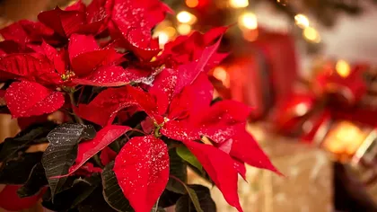 Nu arunca crăciunița după Crăciun: cum o îngrijești iarna ca să reziste și după sărbători