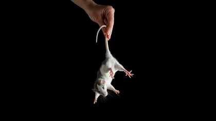 SUA parașutează din avion mii de șobolani într-un plan bizar care vrea să salveze insula Guam