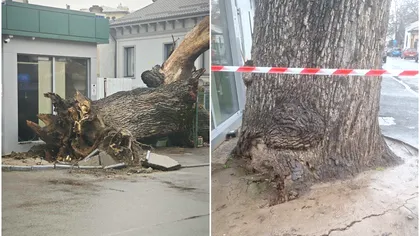 Ultimul stejar secular din vremea Codrilor Vlăsiei s-a prăbușit. Cum a rămas Bucureştiul fără unul dintre cele mai importante simboluri