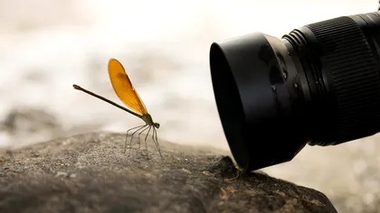 Cum obții un macro reușit cu aparatul tău foto: distanță minimă, tuburi de extensie și focus stacking