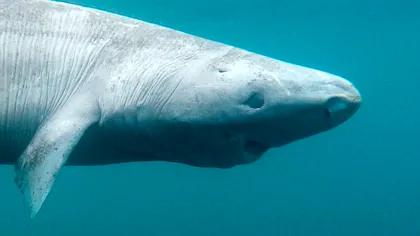 Rechinul Groenlandei nu e chiar „orb și de 500 de ani”: cum îi rescrie știința povestea