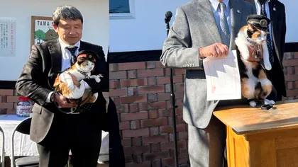 Japonia numește o pisică șef de gară: Yontama continuă tradiția care a salvat o linie feroviară de la faliment