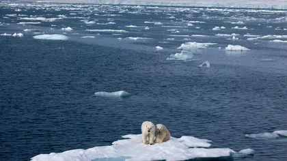 Copaci scufundați în Oceanul Arctic, soluția radicală propusă de cercetători pentru reducerea dioxidului de carbon