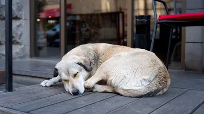 Ce înseamnă când câinele tău doarme în poziţia 