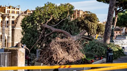 Clipe de panică la Roma: un pin secular s-a prăbușit peste turiști. Român printre răniți