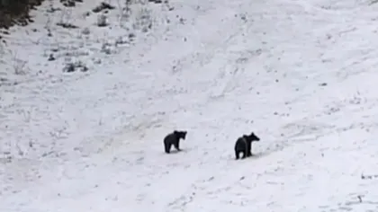 Jandarmeria Română avertizează: “Atenţie! Urși pe pârtia de schi!” Ursoaică cu pui, surprinsă în Poiana Brașov
