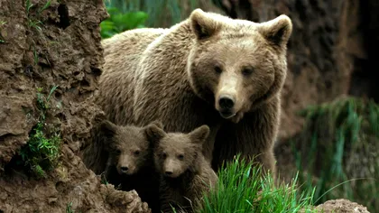 Noutățile lunii martie la National Geographic și National Geographic Wild: mistere istorice, aviație legendară și documentare spectaculoase despre natură