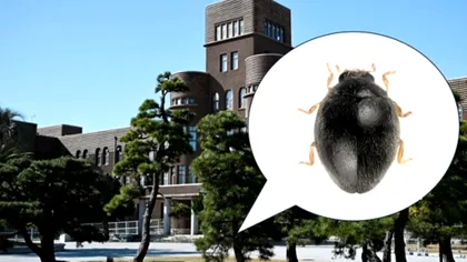 Buburuză nouă cât un fir de nisip, descoperită în Japonia: ce spune descoperirea despre speciile pe lângă care trecem zilnic