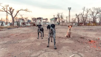 Cum schimbă războiul din Ucraina selecția naturală a câinilor fără stăpân, conform cercetătorilor