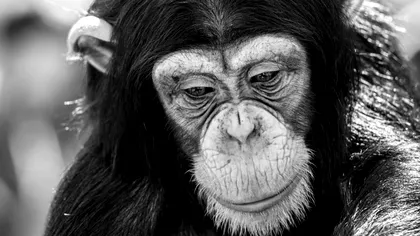 Mamele cimpanzeu își poartă puii morți: între instinct, atașament și întrebarea „înțeleg moartea?” – ce spun oamenii de știință