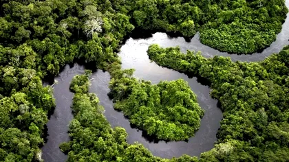 Ce ascund uriașii din Amazonul peruvian: cei mai mari copaci țin în ei aproape tot carbonul, dar sunt și primii tăiați