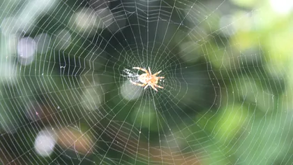 De ce este mătasea de păianjen mai rezistentă decât oțelul: descoperirea moleculară care poate schimba materialele viitorului