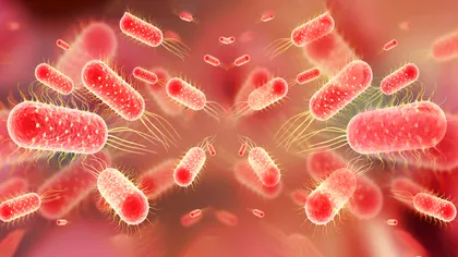 Febra tifoidă devine tot mai greu de tratat. Bacteria care o provoacă dezvoltă rapid rezistență la antibiotice