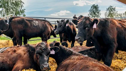 De ce a fost închisă ferma de vaci Black Angus a lui Gigi Nețoiu din Dolj. Ce probleme au fost descoperite