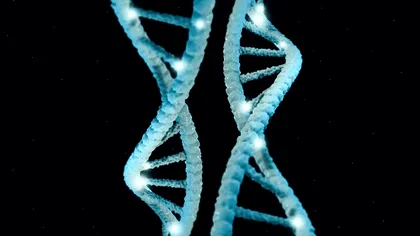 Genele și longevitatea: de ce noul val de studii sugerează o influență genetică mai mare decât credeam