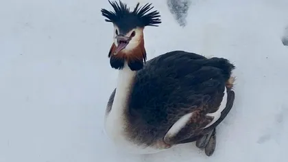 De ce era imposibil pentru pasărea rară găsită în București să își mai ia zborul. Corcodelul mare este o specie cu o particularitate ciudată