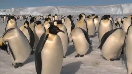 Pinguinii imperiali din Antarctica, tot mai expuși pe măsură ce gheața marină dispare