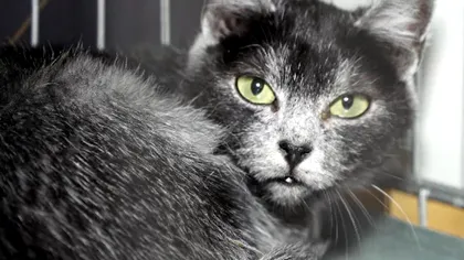 „Pisica transilvană”, prima rasă felină din România, la un pas de recunoașterea oficială internațională