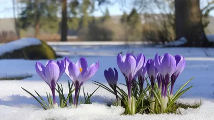 Primăvară cu zăpadă. Meteorologii anunţă ninsori chiar şi în aprilie