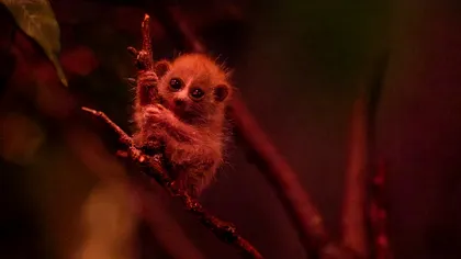 Puiul de loris pitic de la Bronx Zoo a devenit viral, iar povestea lui spune mai mult decât un clip simpatic
