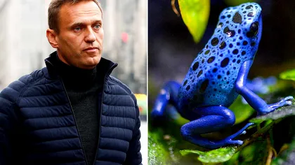 Ce este toxina broaștei săgeată, substanța asociată cu moartea lui Aleksei Navalnîi