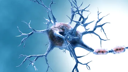 Proteina care ar putea încetini îmbătrânirea creierului: ce au descoperit cercetătorii despre DMTF1 și regenerarea neuronilor