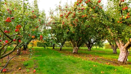7 pomi fructiferi cu cea mai lungă durată de viață. Îi plantezi o dată și produc fructe ani la rând
