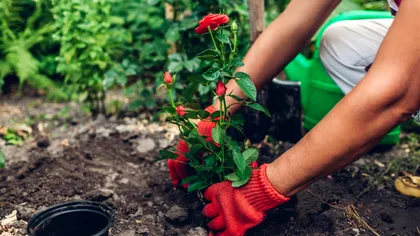 Când să plantezi trandafirii în grădină pentru a înflori toată vara. Sfatul grădinarilor cu experienţă
