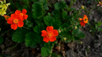 Ce flori perene să plantezi în martie dacă vrei o grădină colorată, care să înflorească ani la rând