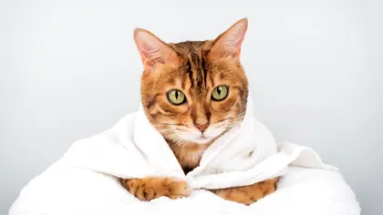 Cele mai energice rase de pisici. Micuţele feline sunt mereu dornice de joacă