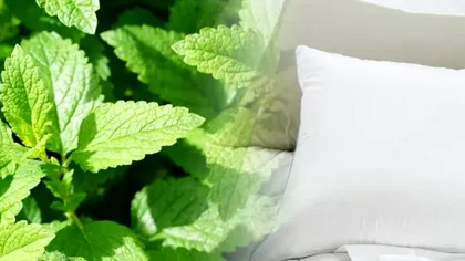 De ce să pui câteva frunze de mentă sub pernă înainte de somn. Europenii folosesc acest truc din ce în ce mai des