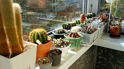 De ce să pulverizezi oțet pe balcon. Trucul simplu pe care multe gospodine îl folosesc primăvara și vara